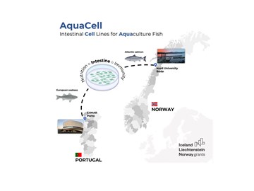 AquaCell – intestinal CELL lines for AQUAculture fish