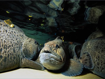 Spotted wolffish, the fish species which has been studied between Portugal and Norway