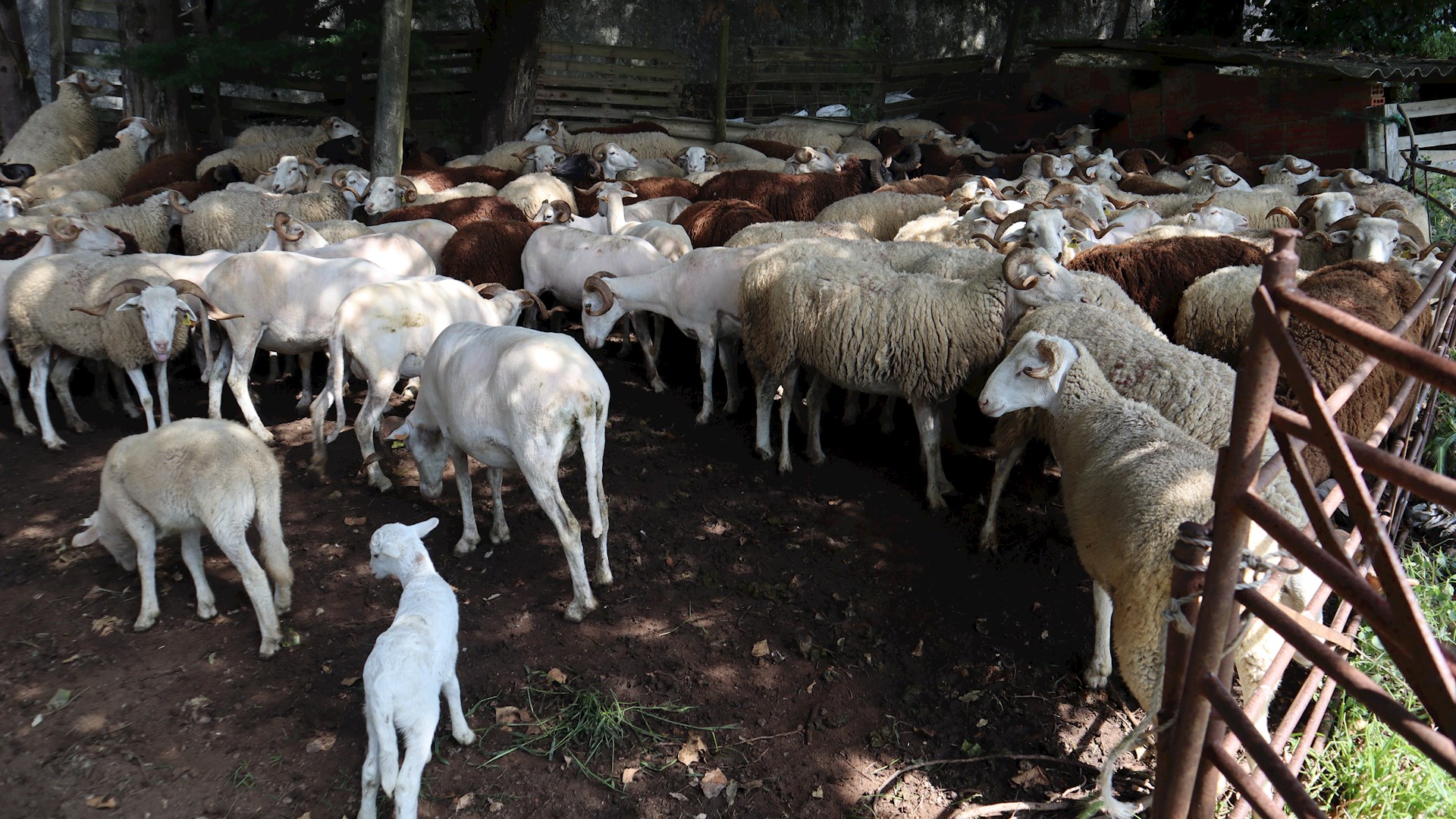 hiWOOL: an initiative between Portugal and Norway to study the wool culture