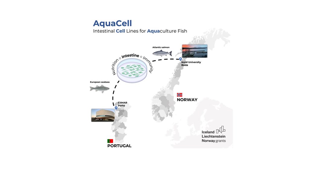 AquaCell – intestinal CELL lines for AQUAculture Fish