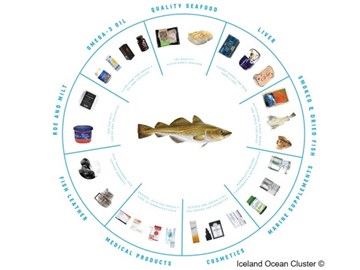 MicSeaOnMed: da indústria pesqueira até aos setores da Saúde e Bem-Estar