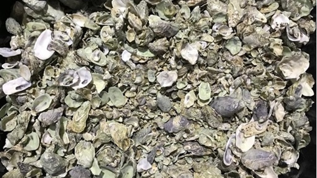 How to increase the potential of using oyster shell waste in construction materials?