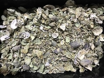 How to increase the potential of using oyster shell waste in construction materials? 