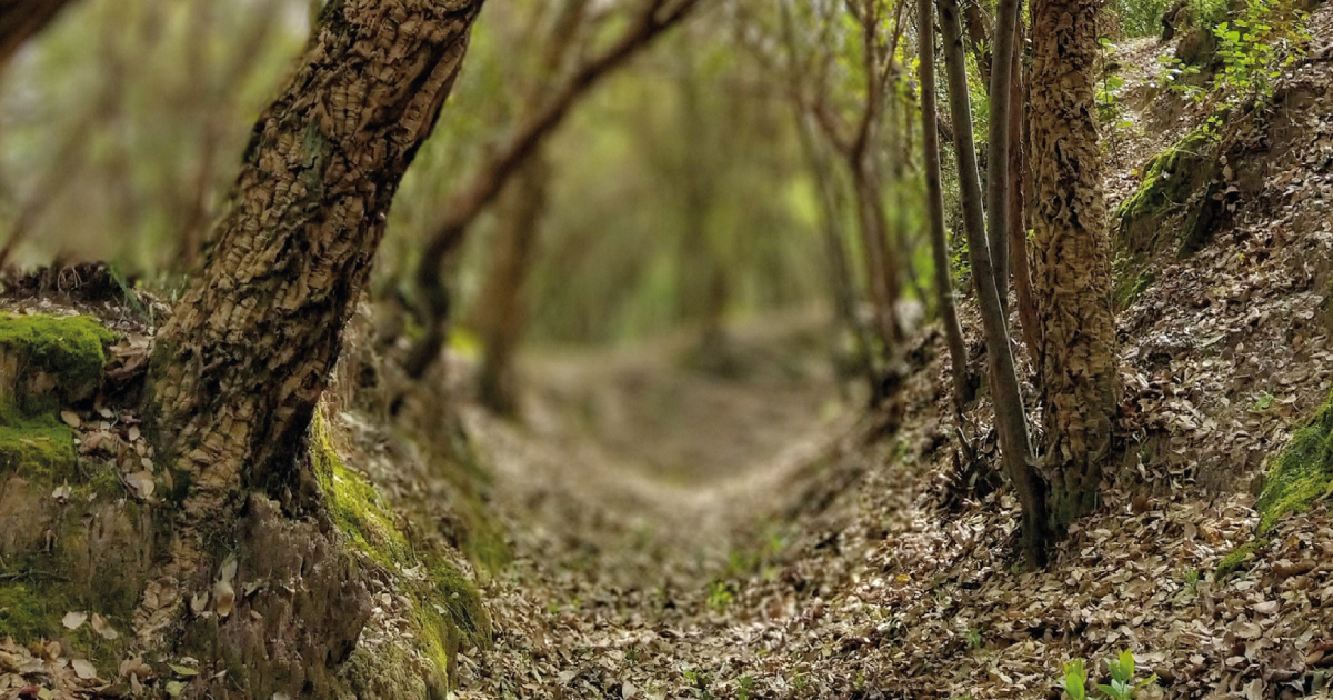 Day of the Autochthonous Forest | Planting Action