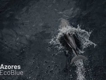 Azores Ecoblue  - Fórum do Mar e Ambiente, Um caminho para a Economia Circular e Azul 